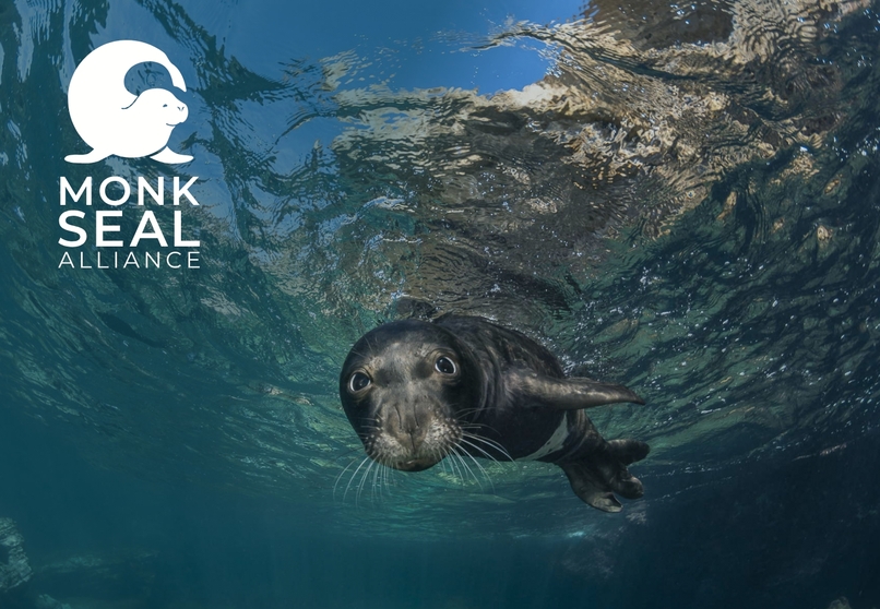 Monk Seal Alliance